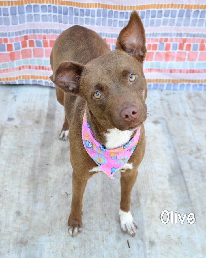 Olive, a Adoptable mixed breed in Gautier, MS image 1/2