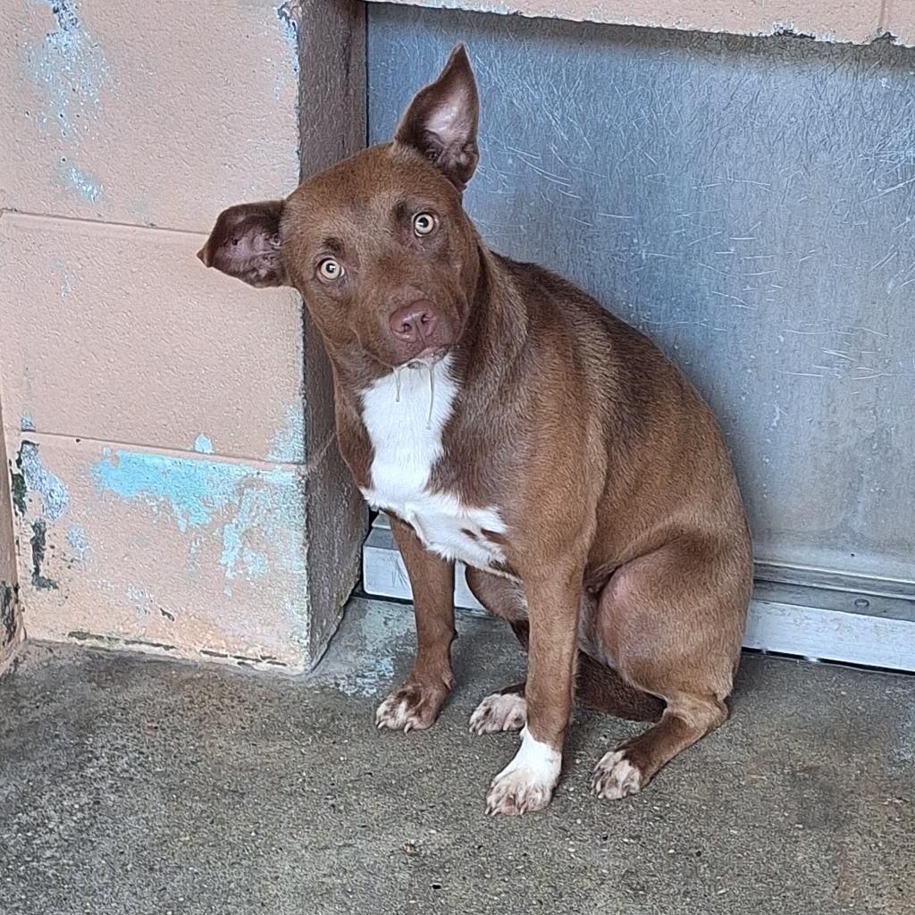 Olive, a Adoptable mixed breed in Gautier, MS image 2/2