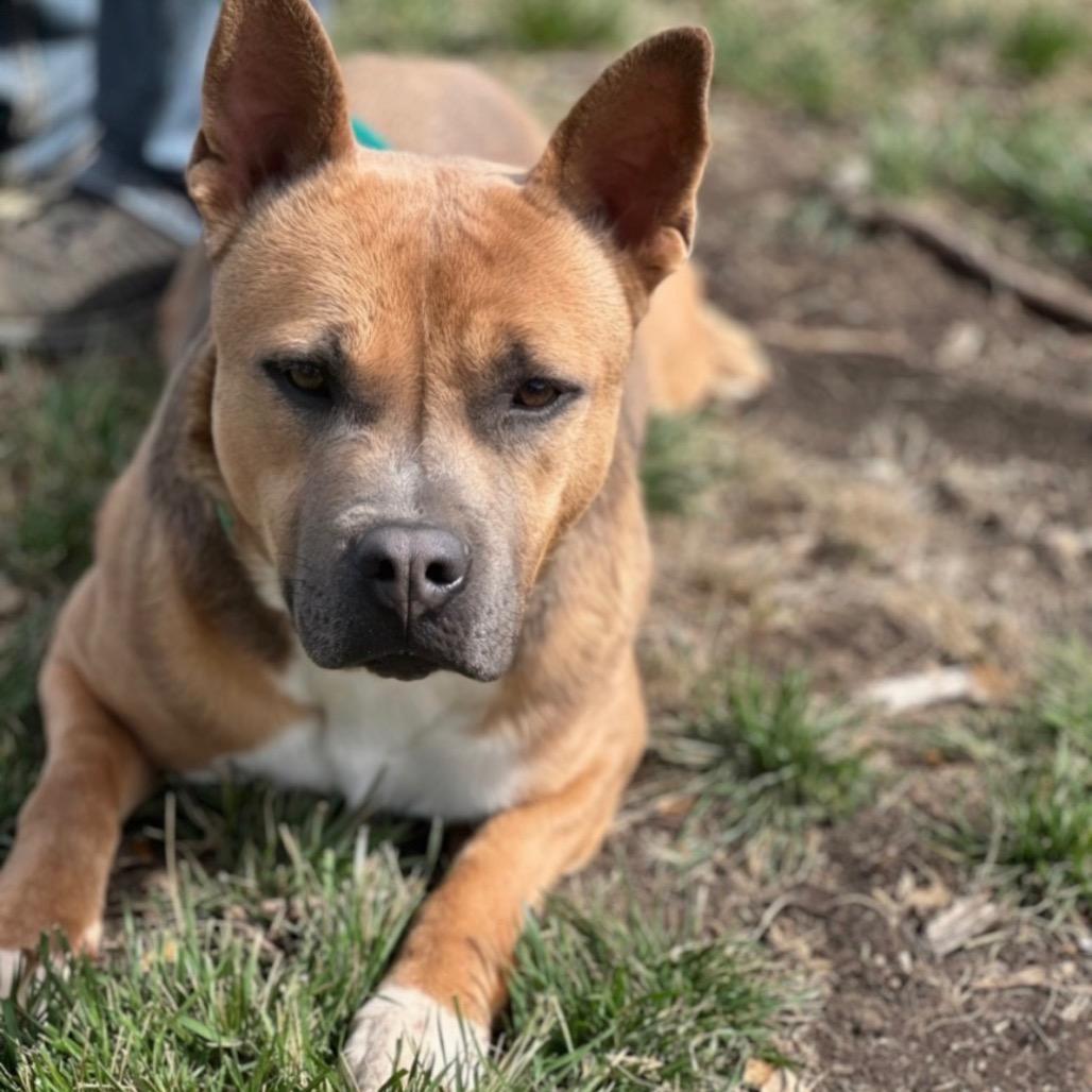 Enlarge Anna, a Adoptable mixed breed in Hagerstown, MD image 1/3