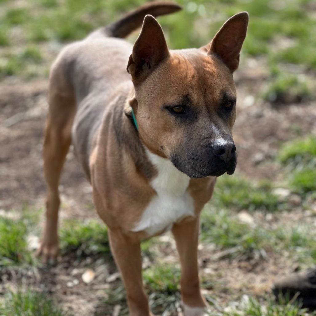 Enlarge Anna, a Adoptable mixed breed in Hagerstown, MD image 2/3