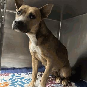 Enlarge Anna, a Adoptable mixed breed in Hagerstown, MD image 1/1