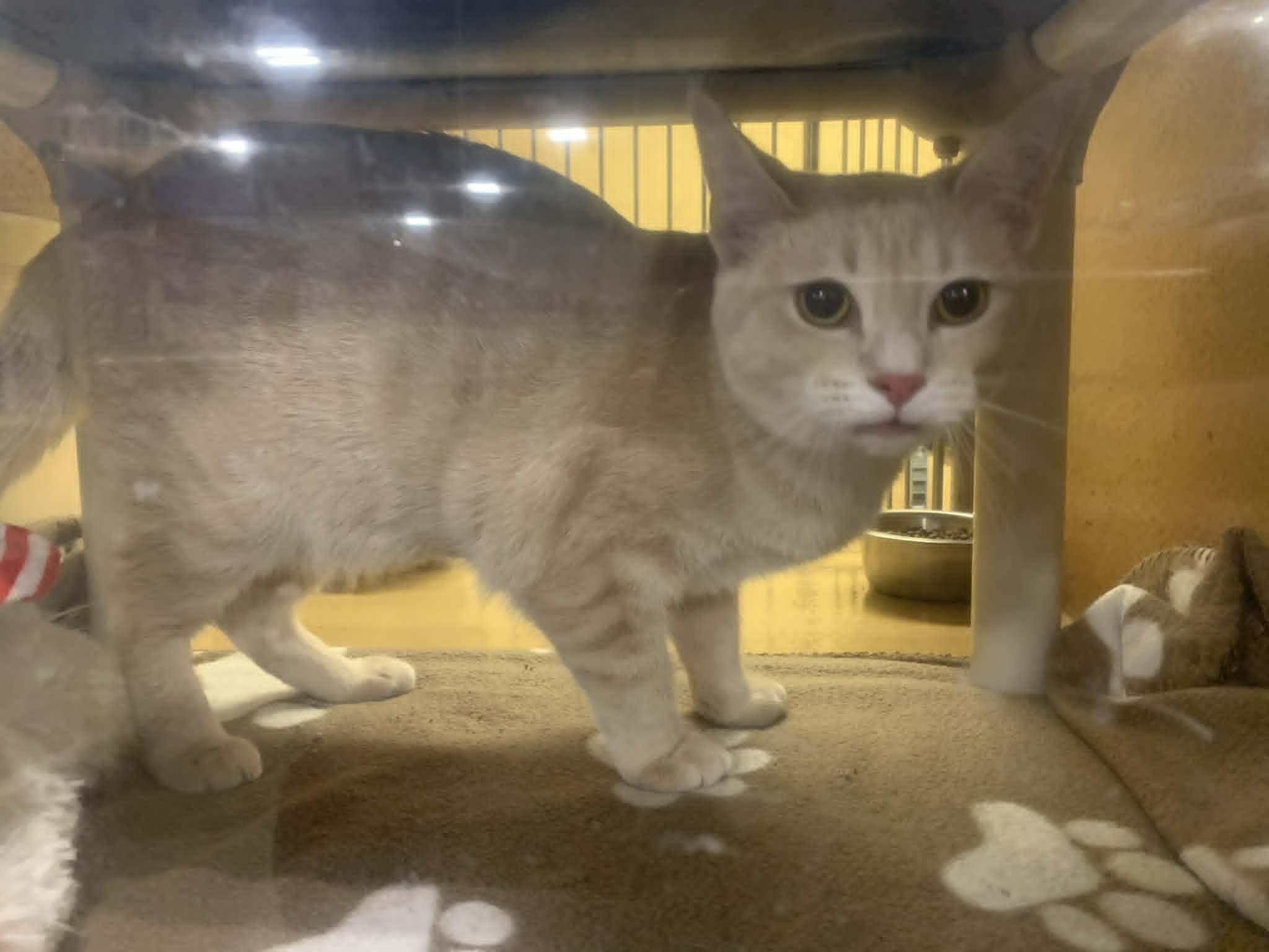 Enlarge Fridge, an adopted Domestic Medium Hair in Fredericksburg, VA image 2/5