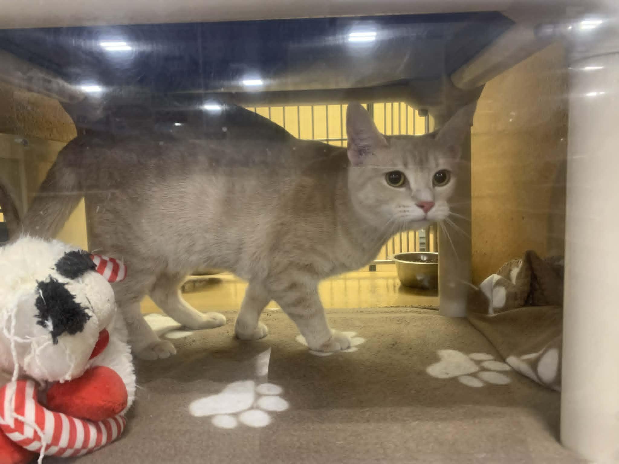 Enlarge Fridge, an adopted Domestic Medium Hair in Fredericksburg, VA image 5/5