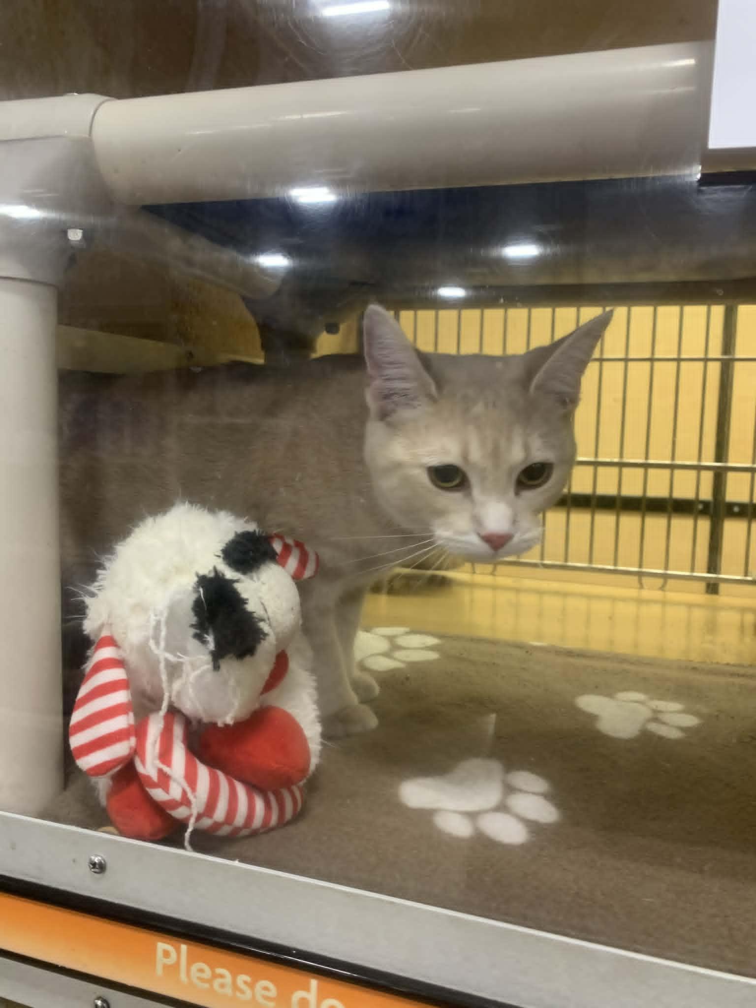 Fridge, ADOPTABLE, Young Female Domestic Medium Hair.