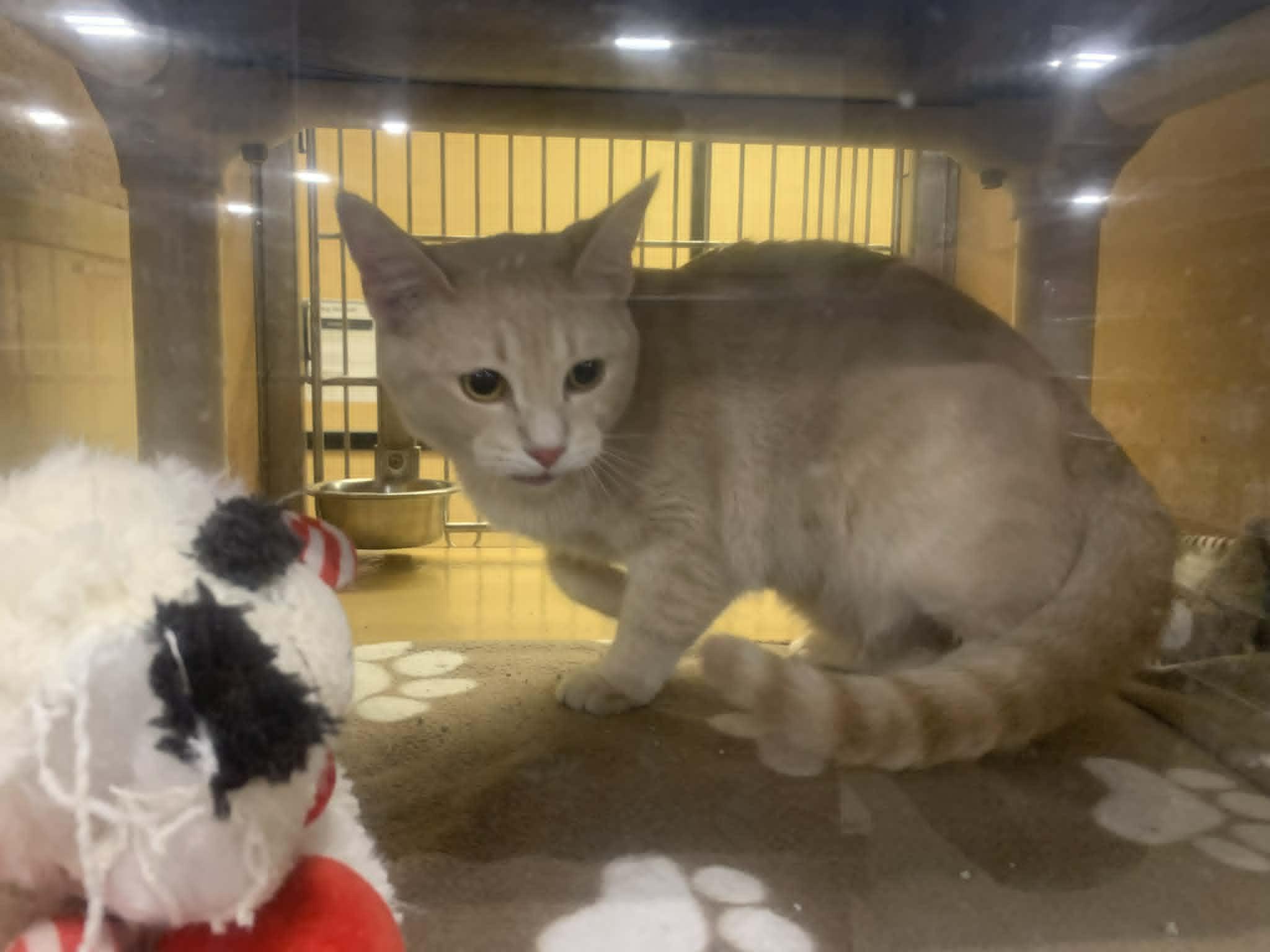 Enlarge Fridge, an adopted Domestic Medium Hair in Fredericksburg, VA image 4/5