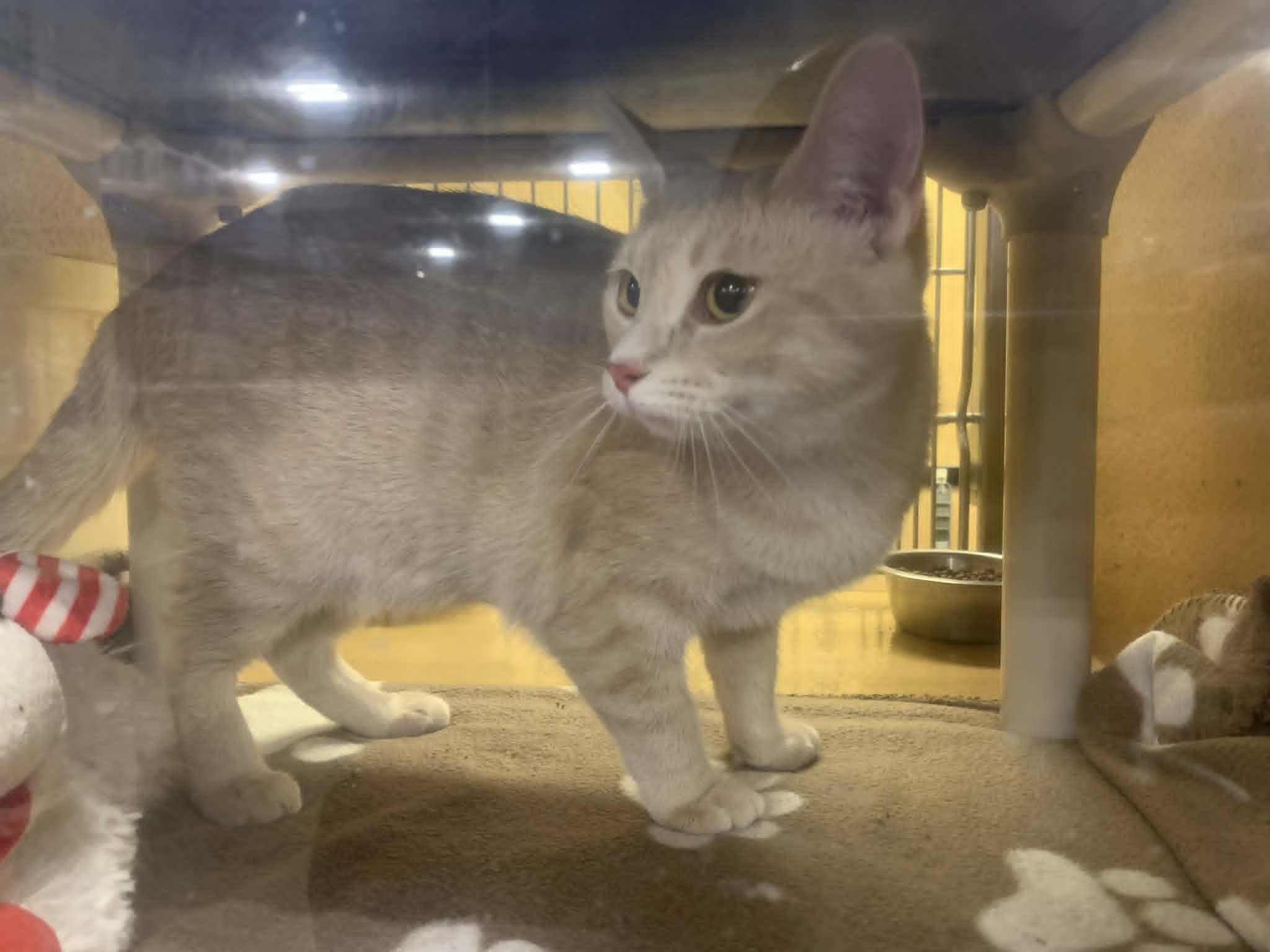 Enlarge Fridge, an adopted Domestic Medium Hair in Fredericksburg, VA image 3/5