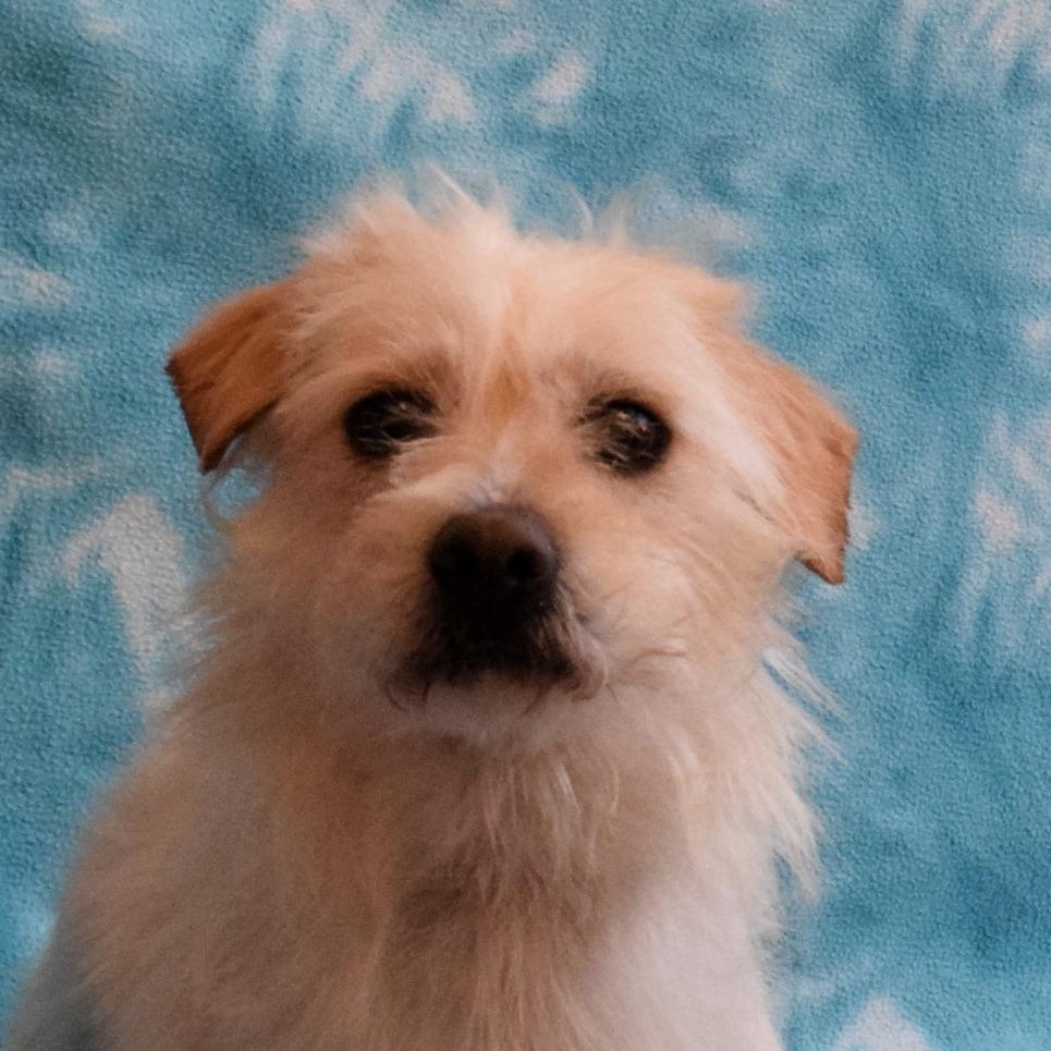 Pearl, Adoptable, Adult Female Terrier.