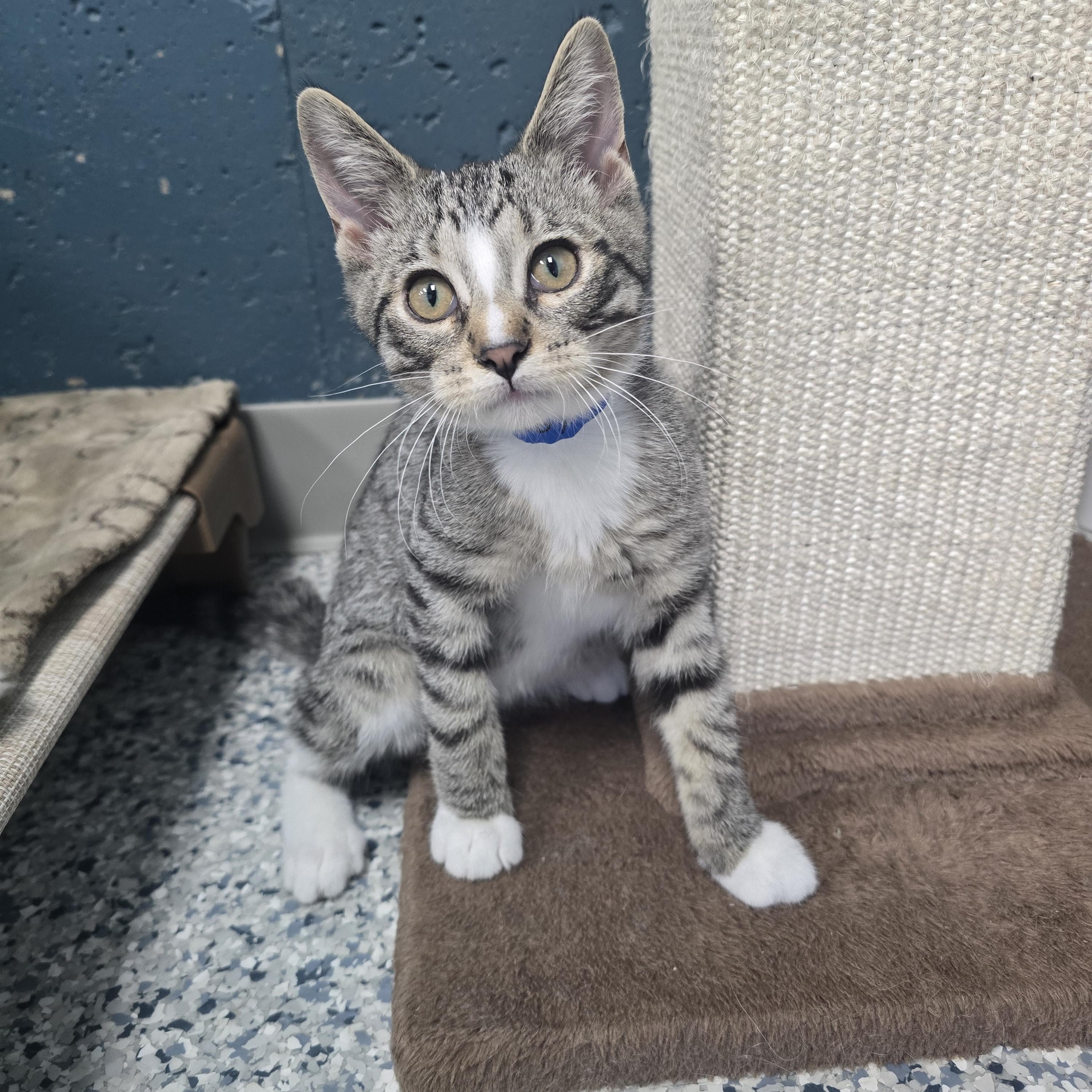 Enlarge Leroy, a ADOPTABLE Domestic Short Hair in Farmington, MO image 1/1