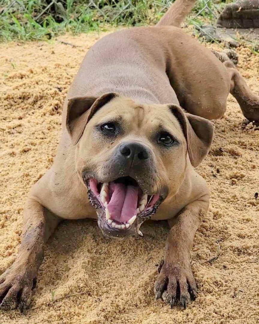 Enlarge Adele, a Adoptable mixed breed in Anniston, AL image 2/4