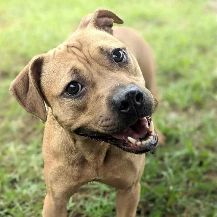 Enlarge Adele, a Adoptable mixed breed in Anniston, AL image 1/4