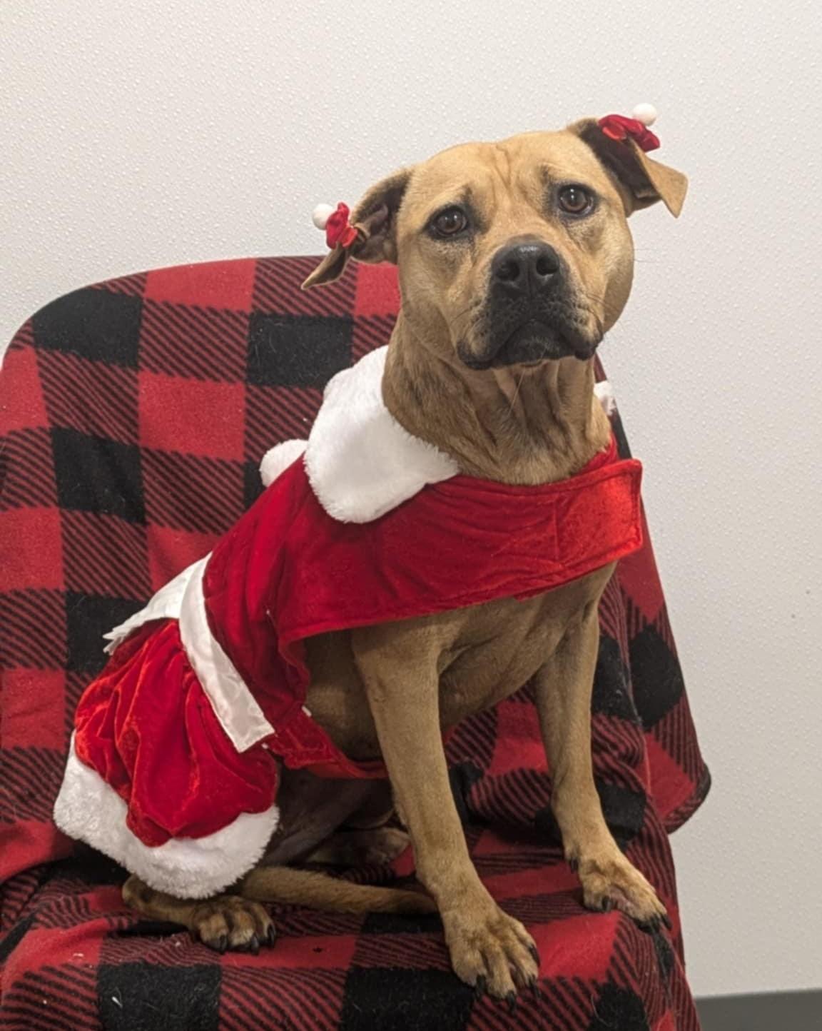 Enlarge Adele, a Adoptable mixed breed in Anniston, AL image 4/4