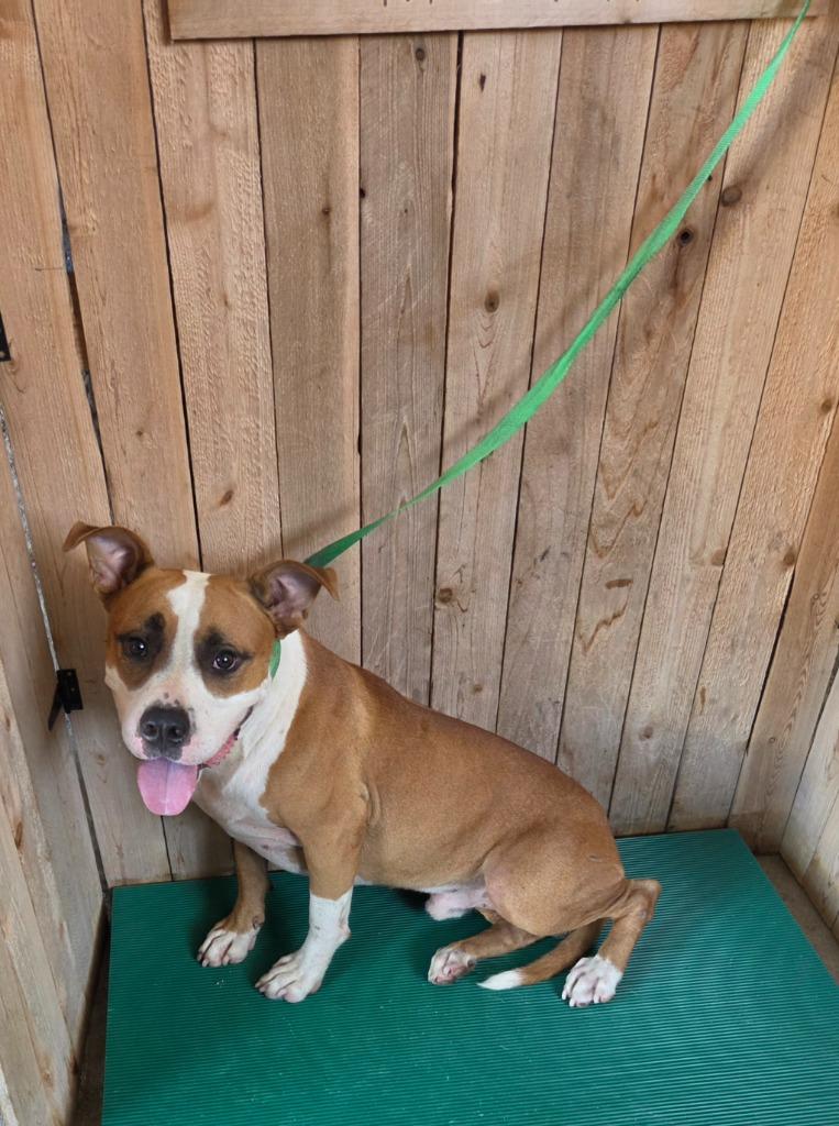 Enlarge Mack, a Adoptable Pit Bull Terrier in Missouri City, TX image 1/1