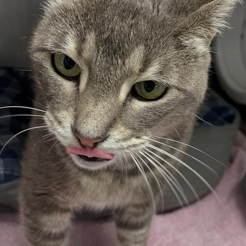 Tansy- Must Apply in Person !, Adoptable, Adult Female Domestic Short Hair.