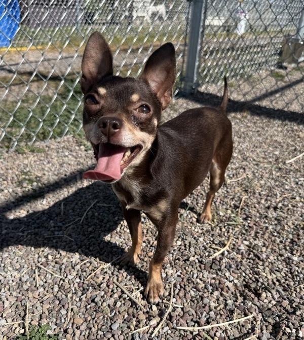Enlarge Rocky, a Adoptable mixed breed in Great Falls, MT image 1/1