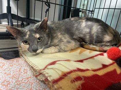 Honeynut, Adoptable, Adult Female Domestic Short Hair & Domestic Short Hair.