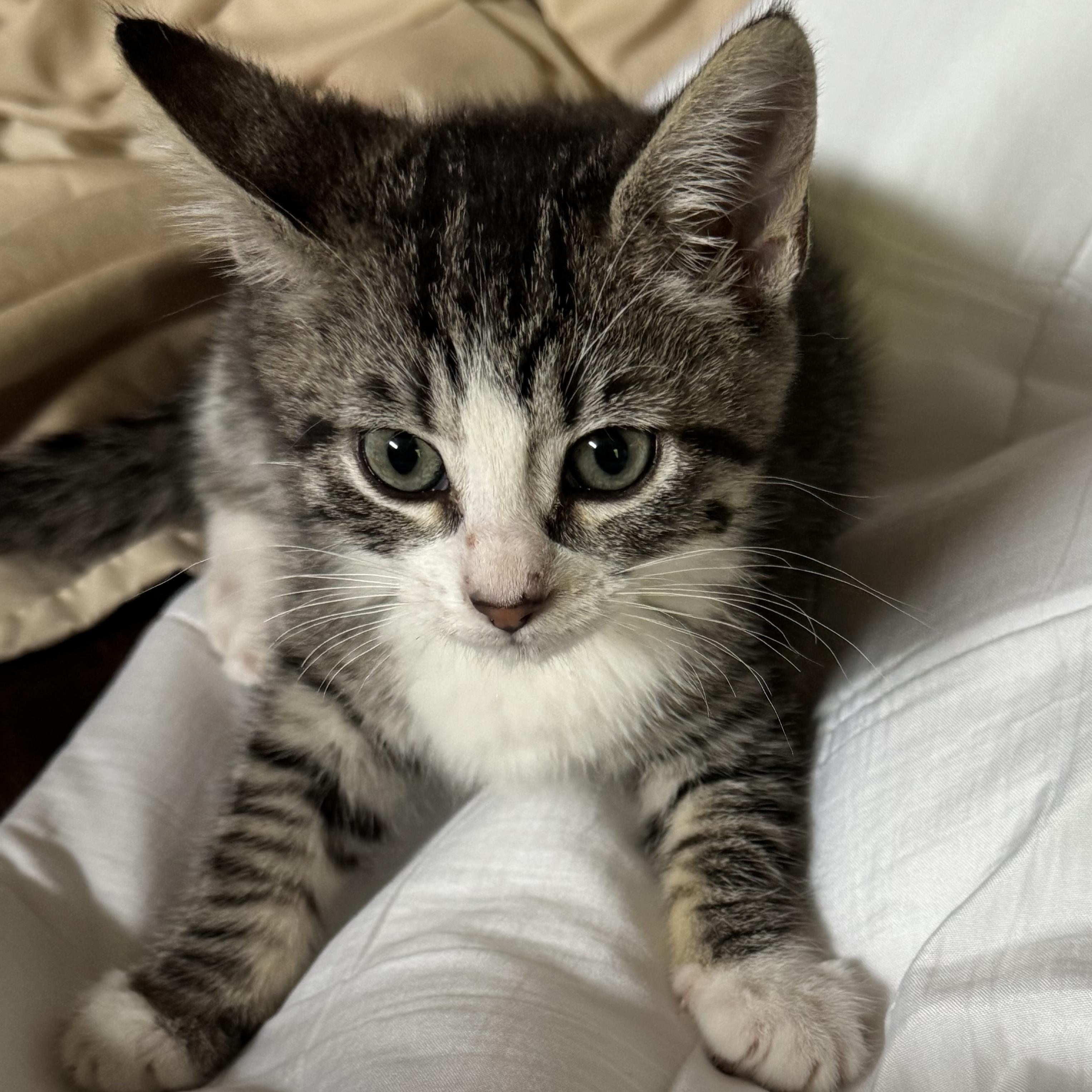 Enlarge Jumanji, a ADOPTABLE Tabby in Pasco, WA image 3/4
