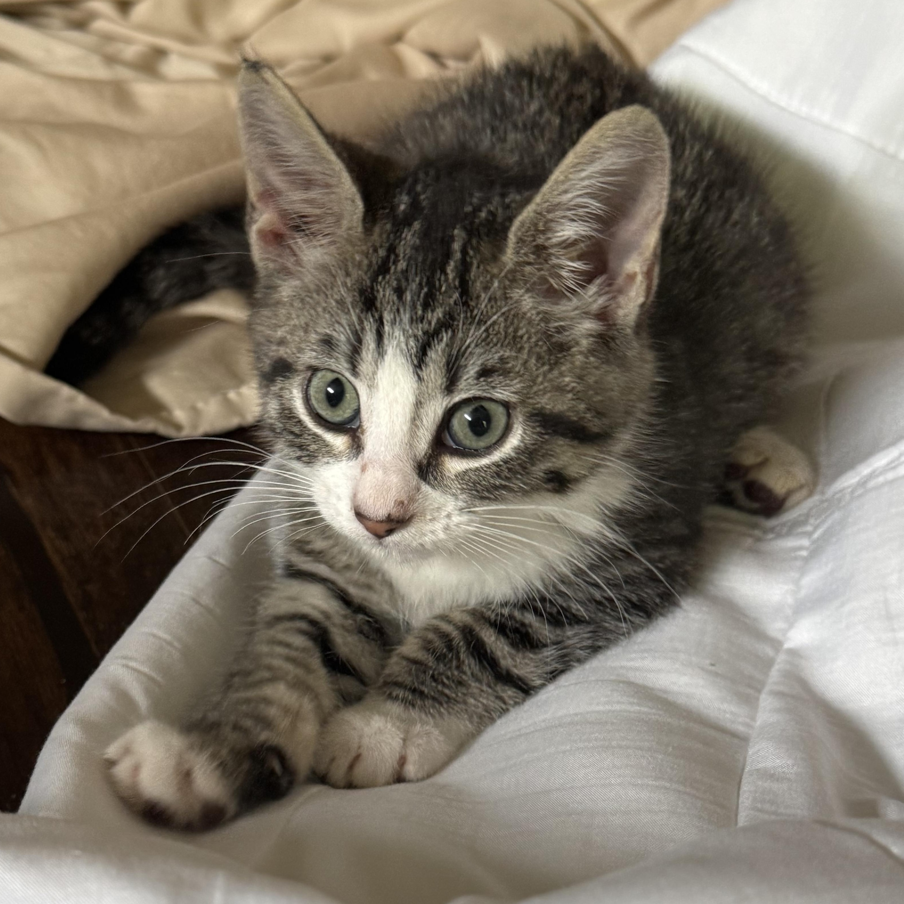 Enlarge Jumanji, a ADOPTABLE Tabby in Pasco, WA image 2/4