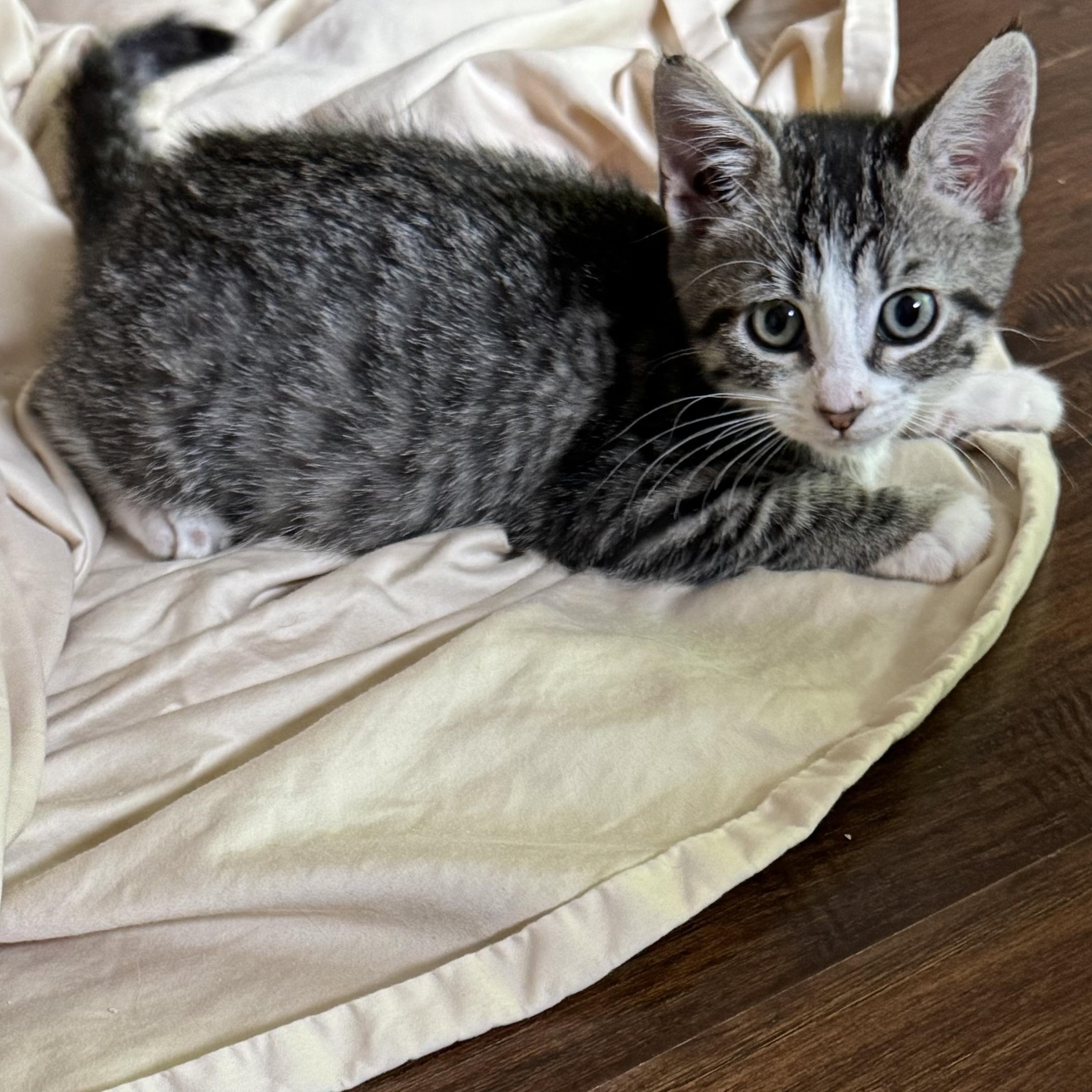 Enlarge Jumanji, a ADOPTABLE Tabby in Pasco, WA image 4/4