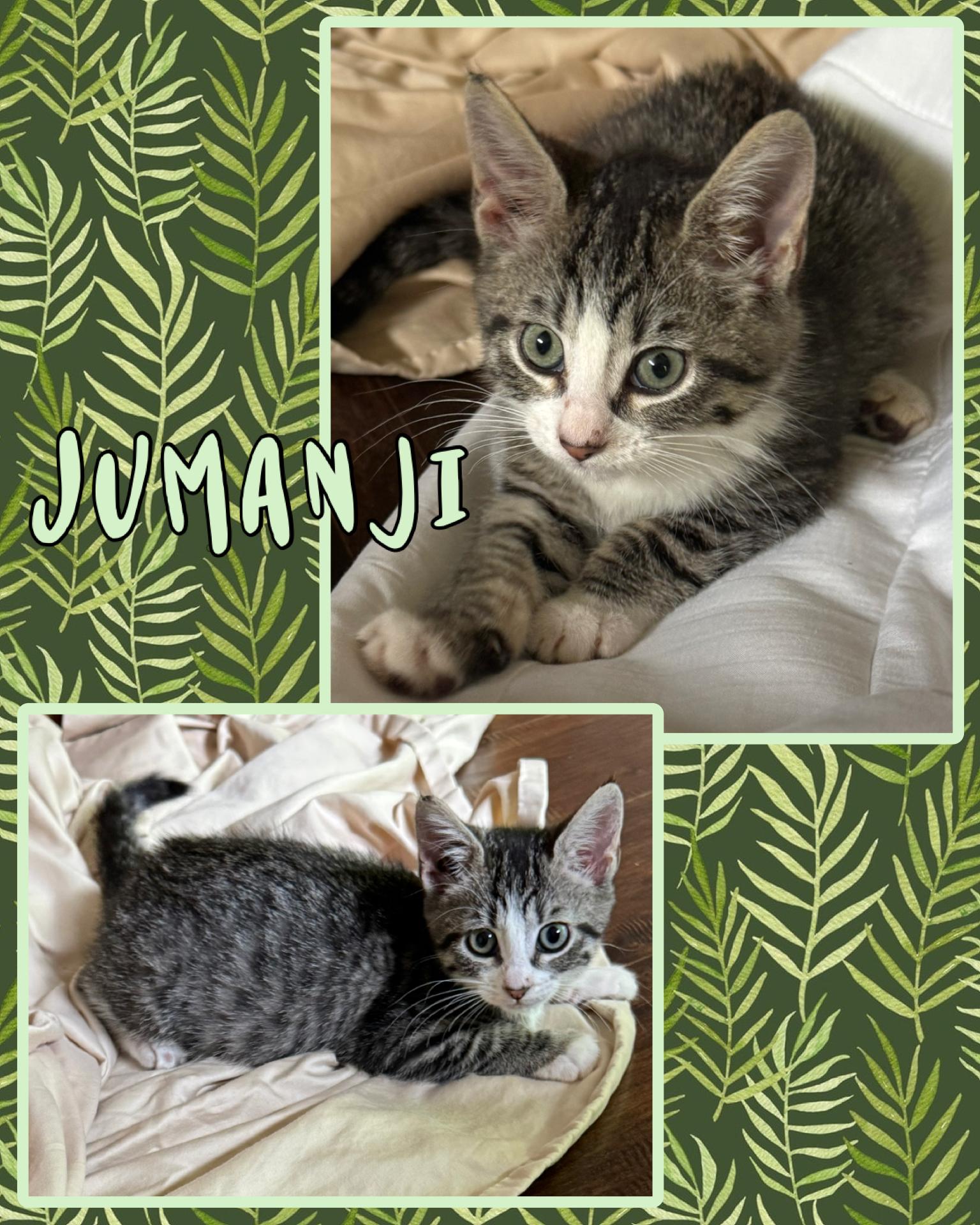 Enlarge Jumanji, a ADOPTABLE Tabby in Pasco, WA image 1/4