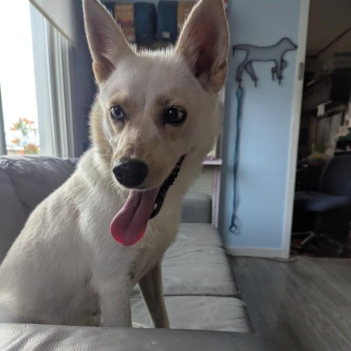 Reyna, an adoptable Pomsky in Blue Earth, MN, 56013 | Photo Image 4