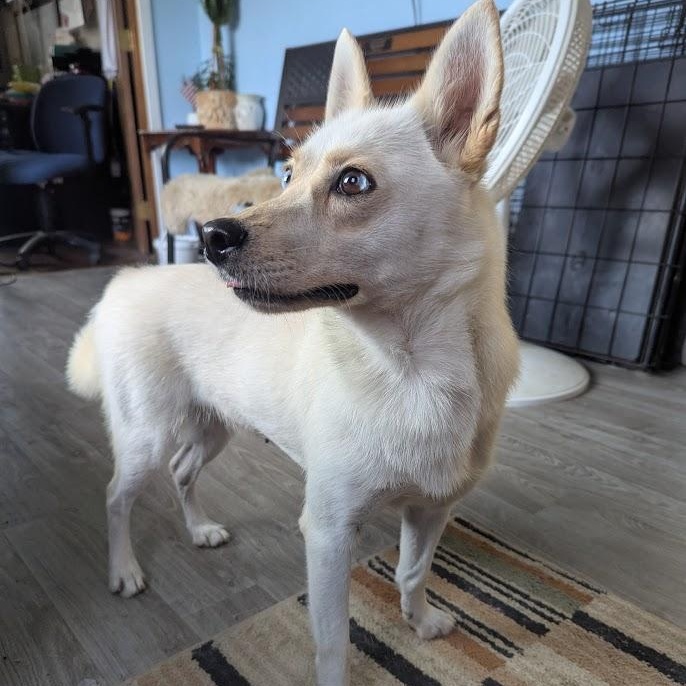 Reyna, an adoptable Pomsky in Blue Earth, MN, 56013 | Photo Image 3
