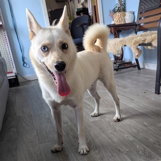 Reyna, an adoptable Pomsky, Shiba Inu in Blue Earth, MN, 56013 | Photo Image 2