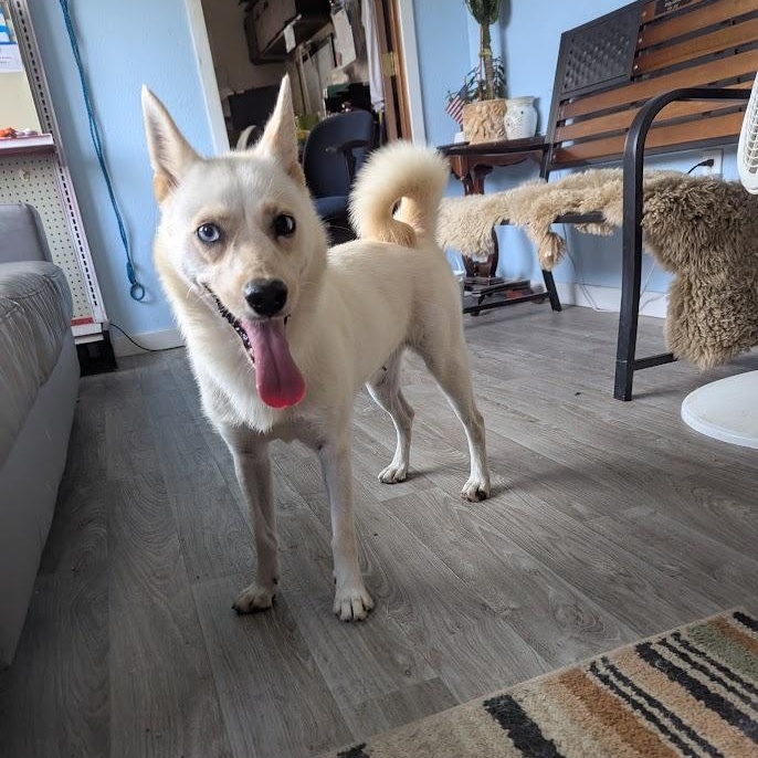 Reyna, an adoptable Pomsky in Blue Earth, MN, 56013 | Photo Image 2