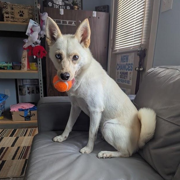 Reyna, an adoptable Pomsky in Blue Earth, MN, 56013 | Photo Image 1