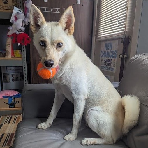 Reyna, an adoptable Pomsky, Shiba Inu in Blue Earth, MN, 56013 | Photo Image 1