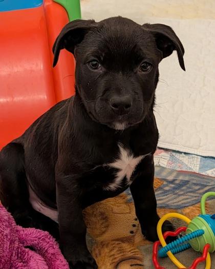 Buccaneer, Adoptable, Puppy Male Pit Bull Terrier & Mixed Breed.