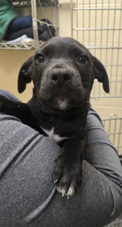 Enlarge Buccaneer, a Adoptable mixed breed in Westland, MI image 2/2