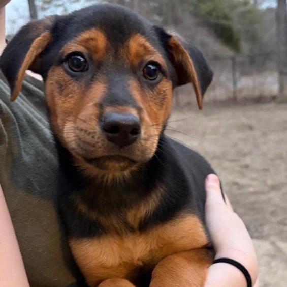 Abiline, Adopted, Puppy Female Mixed Breed.