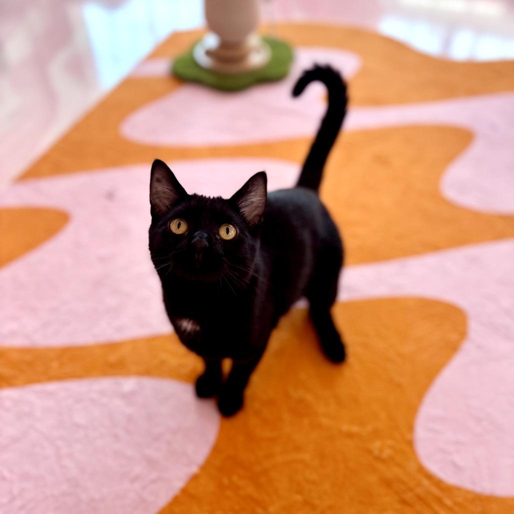 Lita, Adoptable, Young Female Domestic Short Hair.