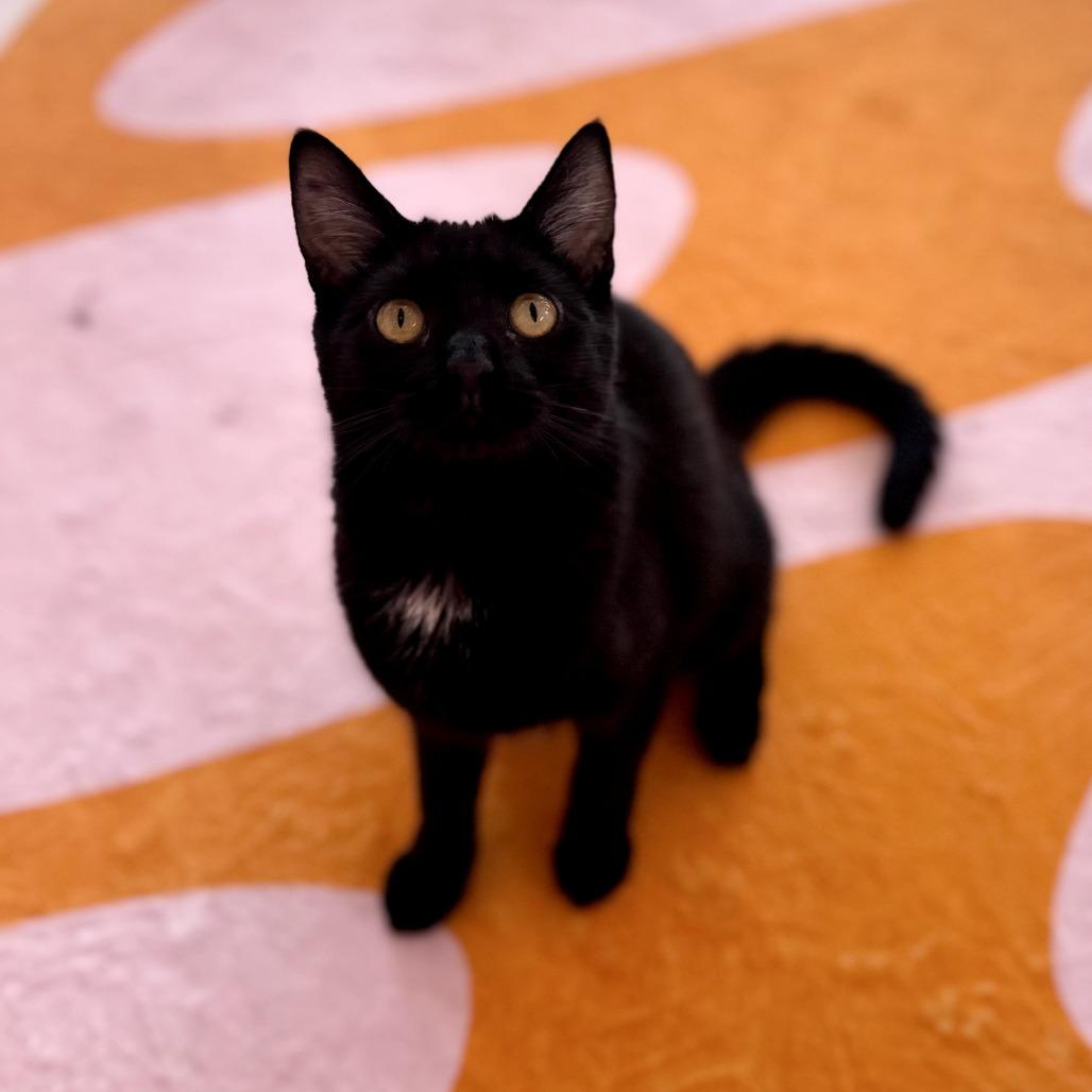 Enlarge Lita, a Adoptable Domestic Short Hair in Forest Park, IL image 2/4