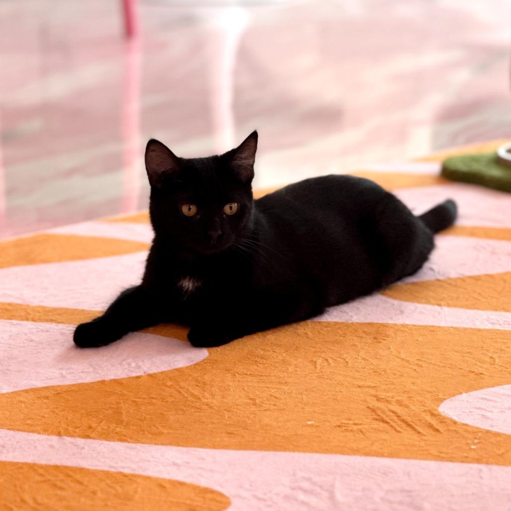 Enlarge Lita, a Adoptable Domestic Short Hair in Forest Park, IL image 3/4