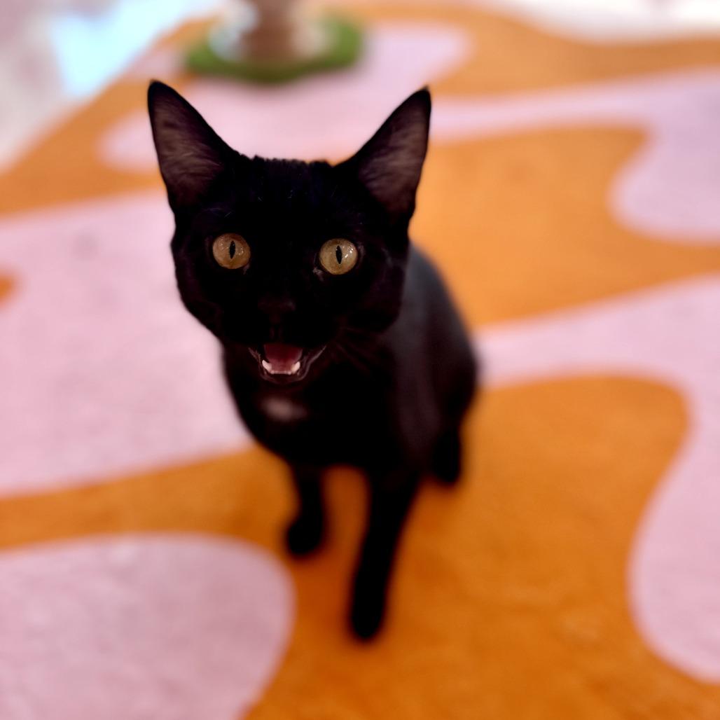 Enlarge Lita, a Adoptable Domestic Short Hair in Forest Park, IL image 4/4