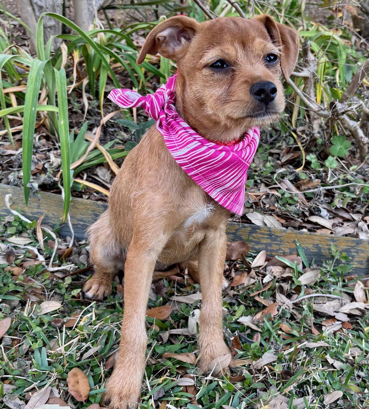 Enlarge Happy HAILEY - Little Chi/Terrier Luv Bug!, a Adoptable mixed breed in Brattleboro, VT image 6/6