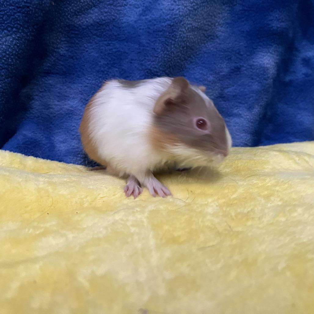 Tilly (bonded with Clementine), Adoptable, Baby Female Guinea Pig.