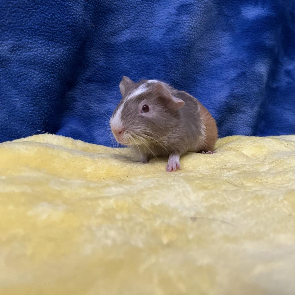 Tilly (bonded with Clementine), a Adoptable Guinea Pig in Decatur, GA image 2/5