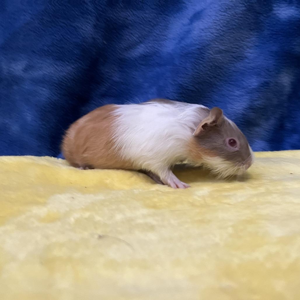 Tilly (bonded with Clementine), a Adoptable Guinea Pig in Decatur, GA image 3/5