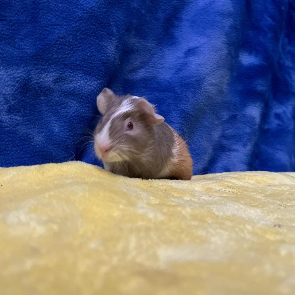 Tilly (bonded with Clementine), a Adoptable Guinea Pig in Decatur, GA image 4/5