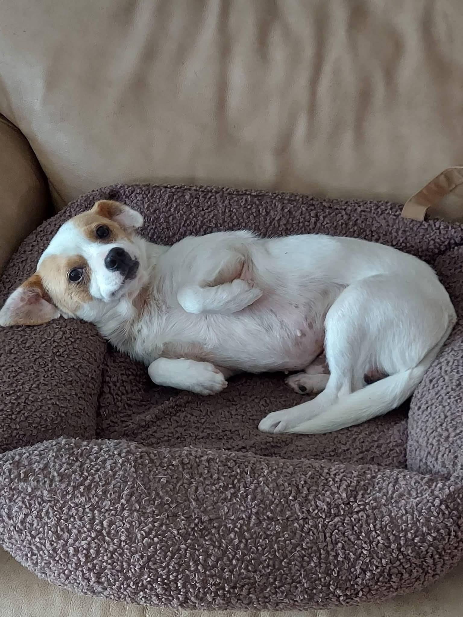 Enlarge Buddy , a ADOPTABLE mixed breed in Oakland, CA image 6/6