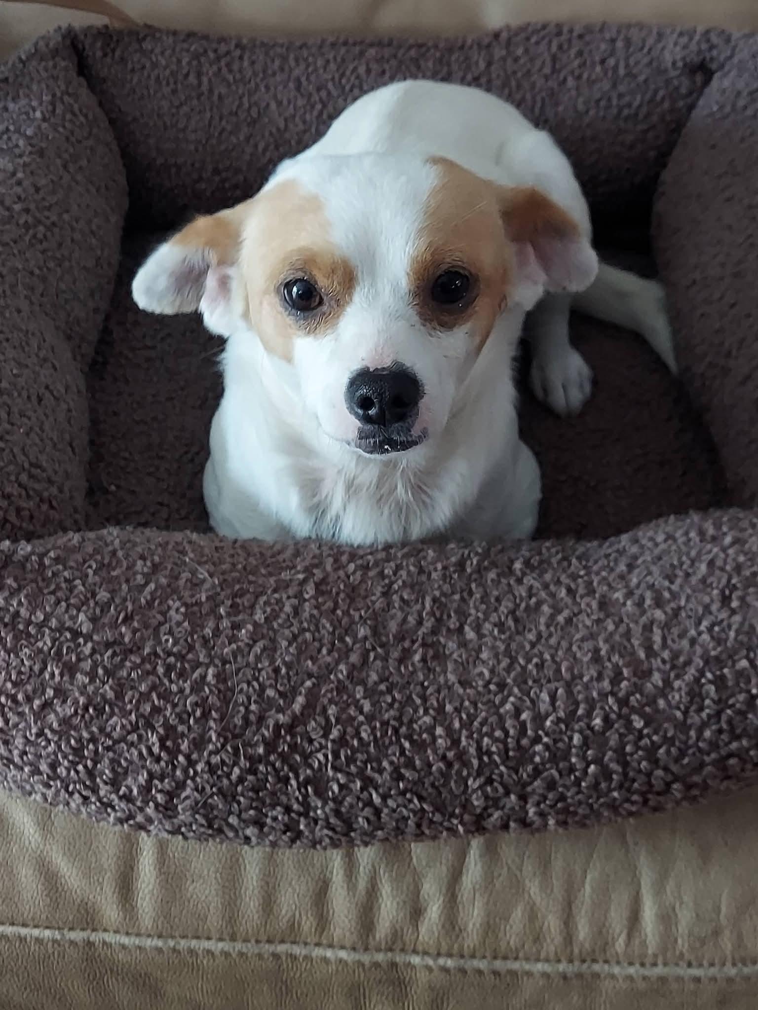 Enlarge Buddy , a ADOPTABLE mixed breed in Oakland, CA image 2/6