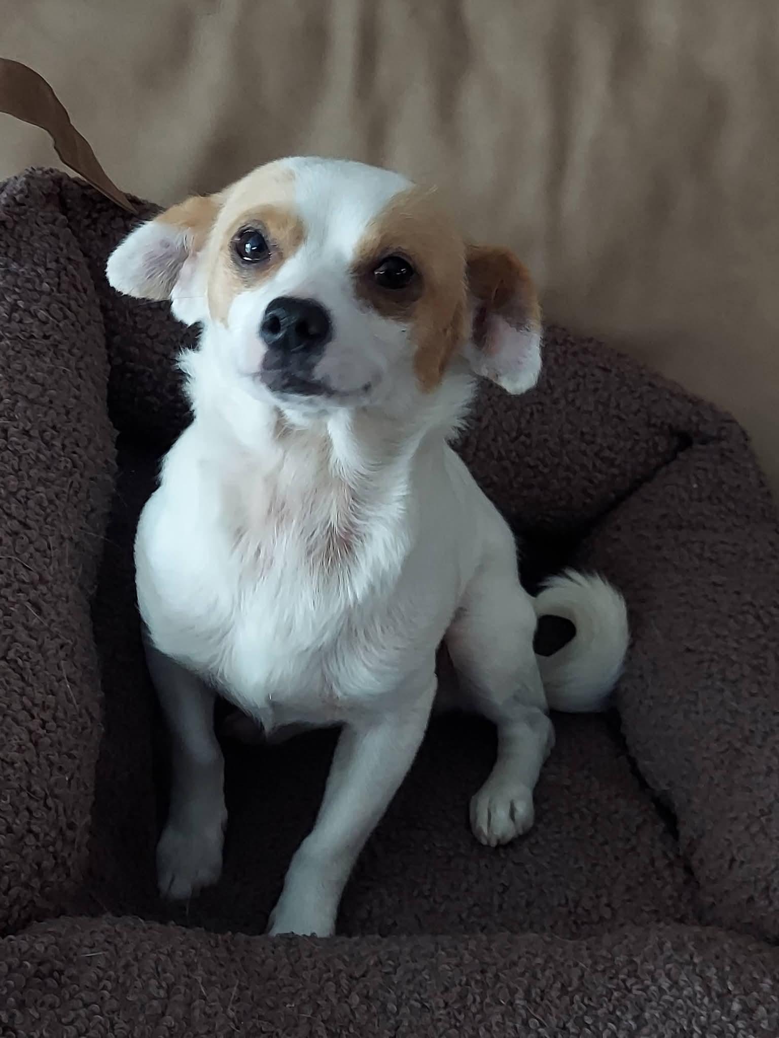 Buddy , ADOPTABLE, Adult Male Jack Russell Terrier.
