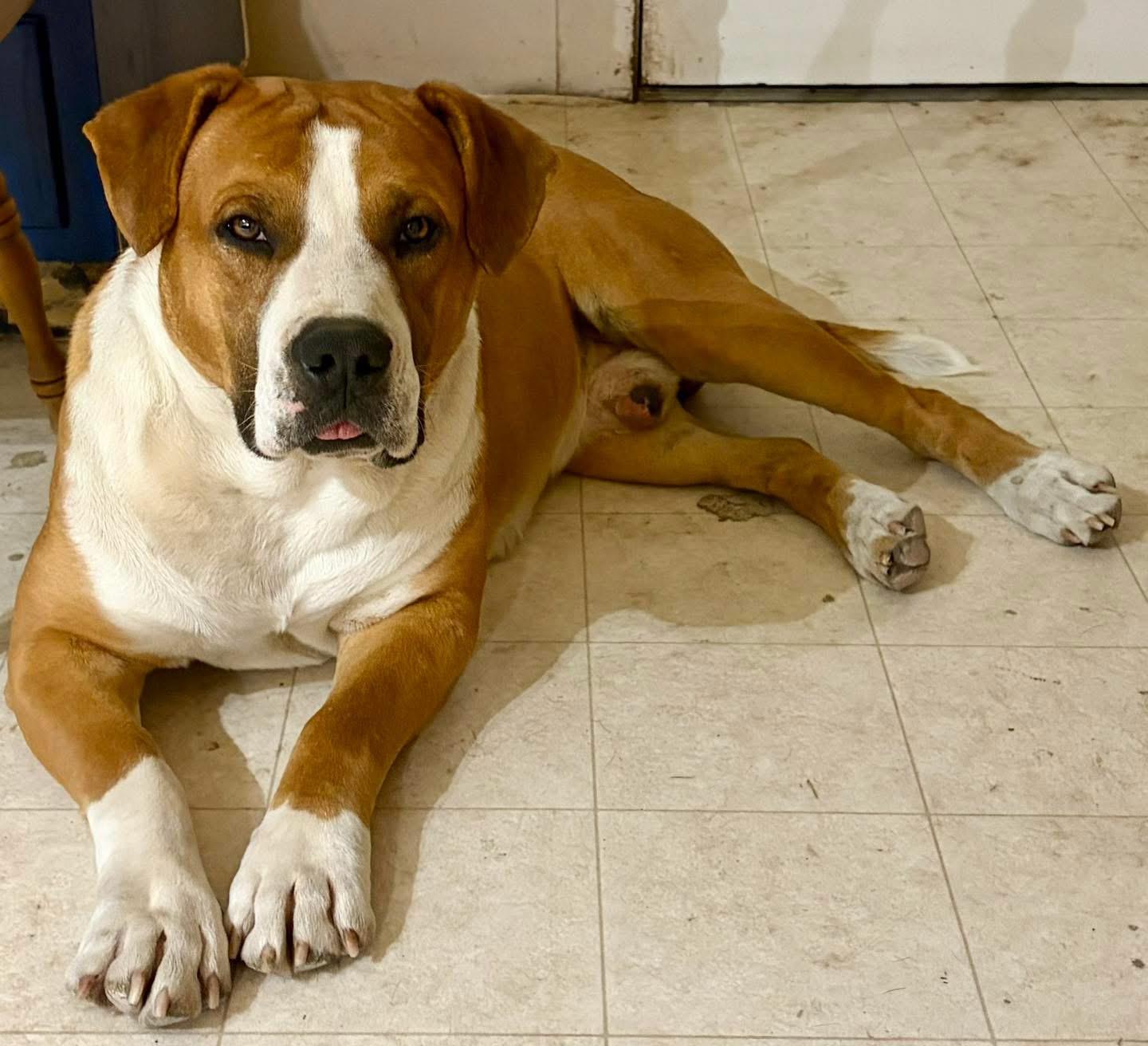 Enlarge Ed, a Adoptable mixed breed in Hardin, MT image 1/3