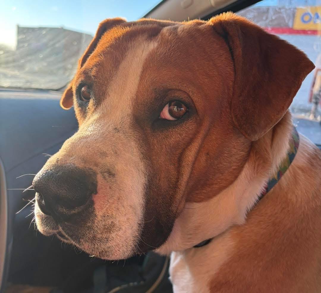 Enlarge Ed, a Adoptable mixed breed in Hardin, MT image 2/3