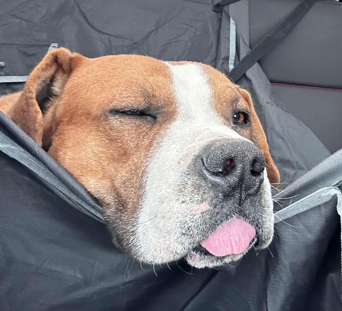 Enlarge Ed, a Adoptable mixed breed in Hardin, MT image 3/3