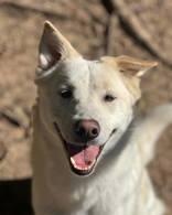 Blondie, ADOPTABLE, Adult Female Australian Cattle Dog / Blue Heeler.
