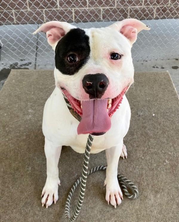 Enlarge Montgomery, a Adoptable mixed breed in Salt Lake City, UT image 1/1
