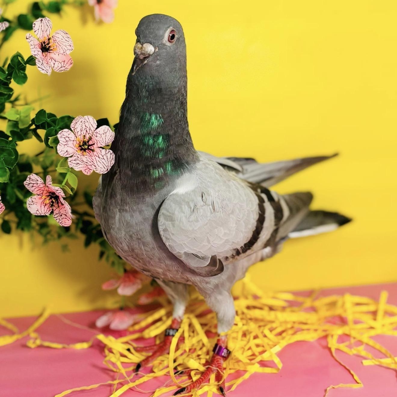 Pixy Stix, a Adoptable Pigeon in Chicago, IL image 3/3